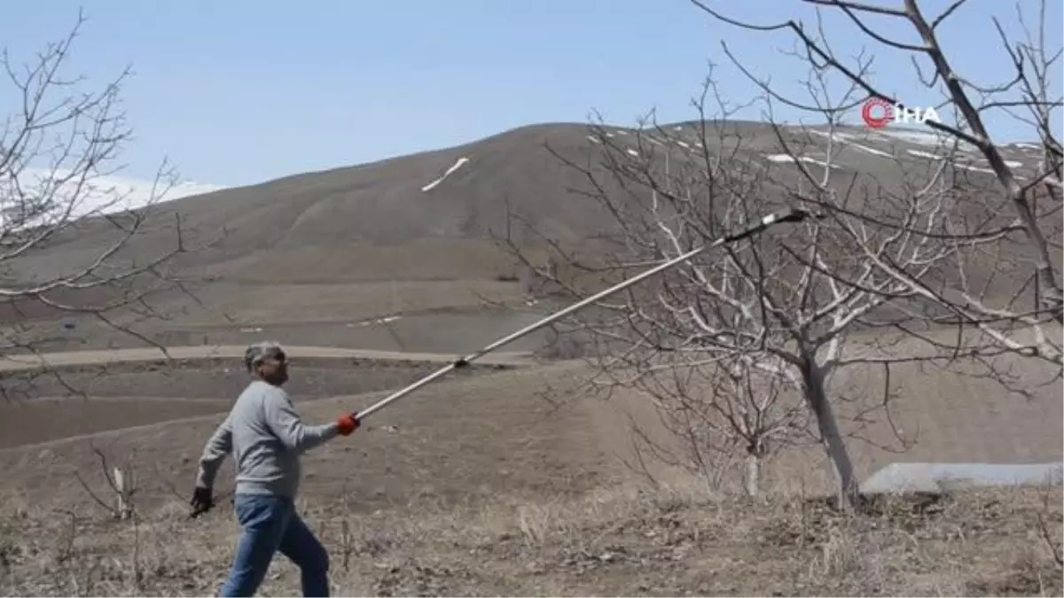 Adilcevaz cevizinde aşı dönemi başladı