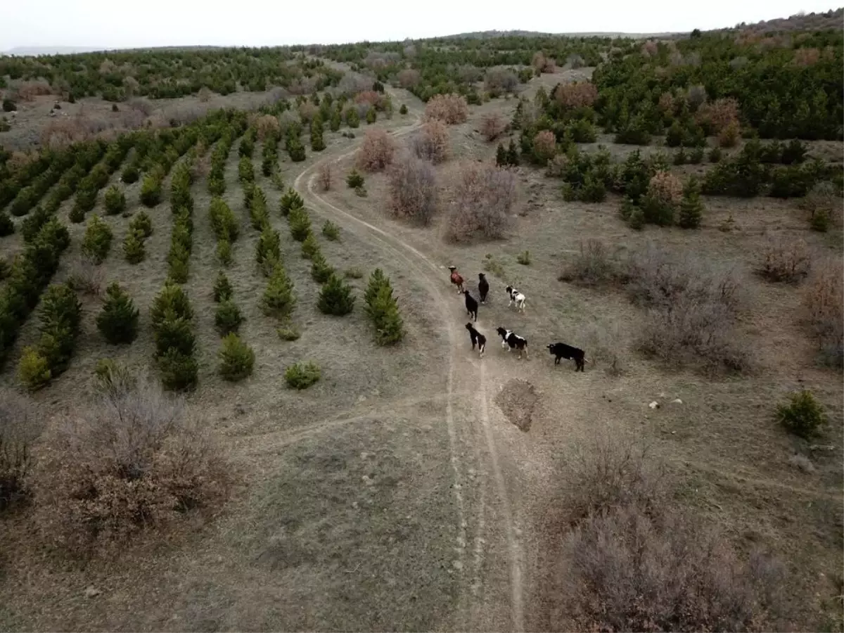 Kaybolan 7 büyükbaş 4 gün sonra dronla bulundu