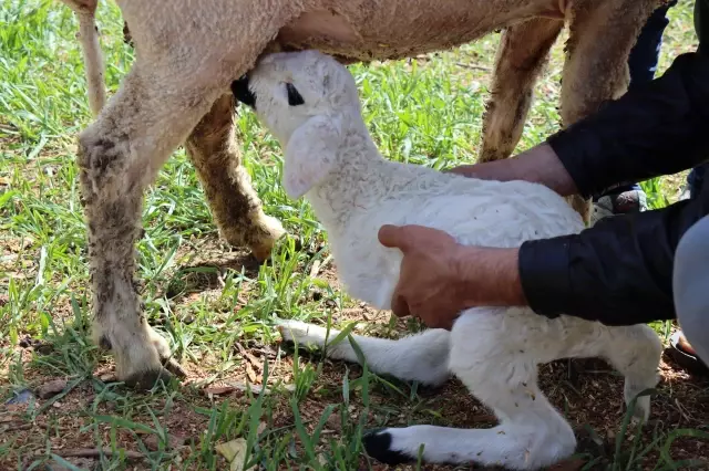 Kilis'te 2 ayaklı kuzu dünyaya geldi