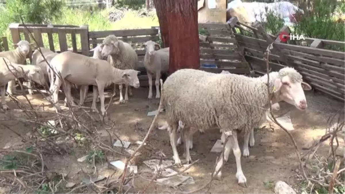 Son dakika! Koyun kırkma işinden günlük 2 bin TL kazanıyor