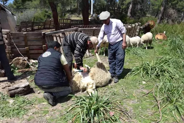 Koyun kırkma işinden günlük 2 bin TL kazanıyor