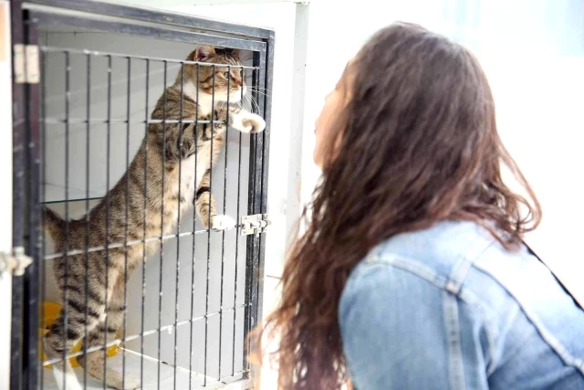Nilüfer'de kedilere özel hizmet: Revize edilen kedi bölümü hizmete girdi