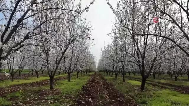 Son dakika haberleri: Badem bahçelerinde görsel şölen