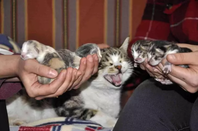 İki sağlık ocağı, iki farklı olay! Bir tarafta hastalar camdan muayene edildi, diğer tarafta kediye doğum yaptırdılar İki sağlık ocağı, iki farklı olay! Bir tarafta hastalar camdan muayene edildi, diğer tarafta kediye doğum yaptırdılar