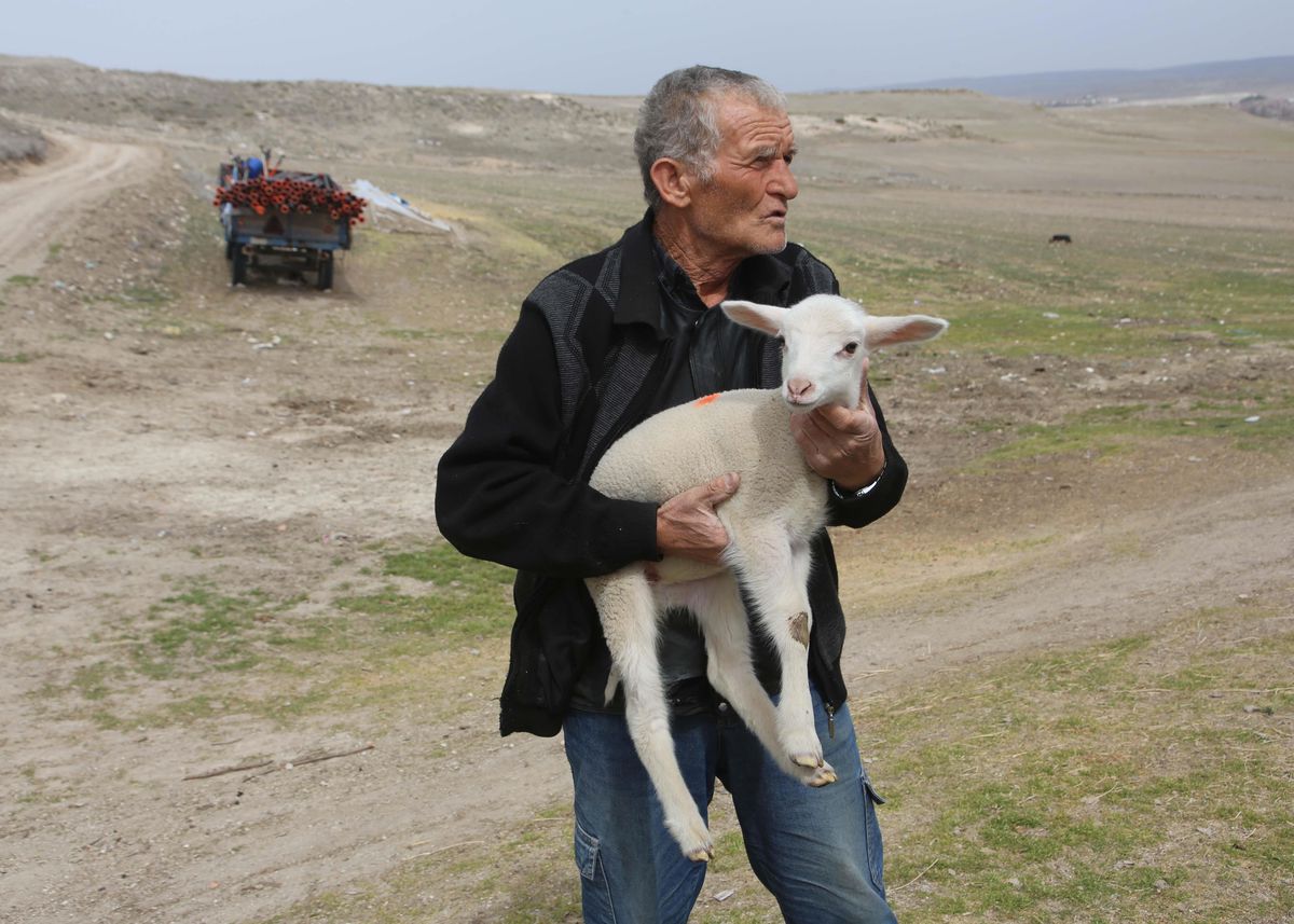 Eskişehir'de koyun ve koç hibesinde ilk teslimler gerçekleşti
