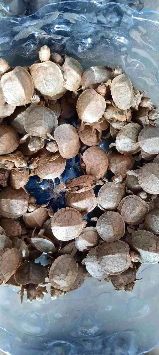 Sarp Hudut Kapısı'nda su kaplumbağası ele geçirildi