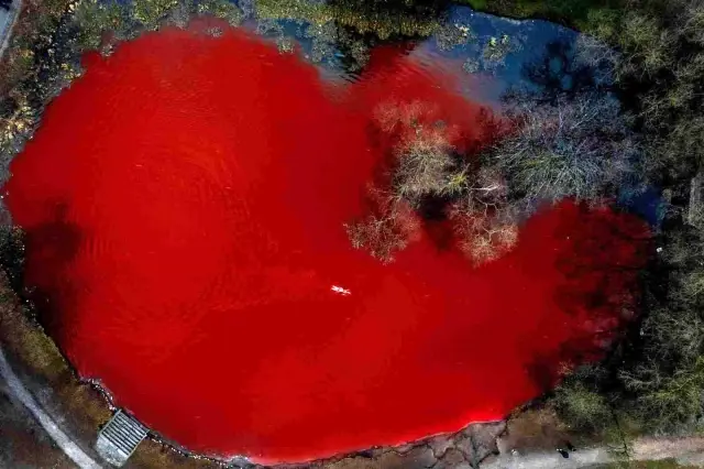 Olimpiyat şampiyonu yüzücü 'kan gölünde' yüzerek Rusya'yı protesto etti Olimpiyat şampiyonu yüzücü 'kan gölünde' yüzerek Rusya'yı protesto etti