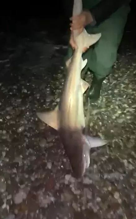 Köpekbalığıyla kavga eden Türk balıkçılar, izleyenleri kahkahaya boğdu: Gelme bir daha