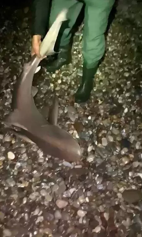 Köpekbalığıyla kavga eden Türk balıkçılar, izleyenleri kahkahaya boğdu: Gelme bir daha