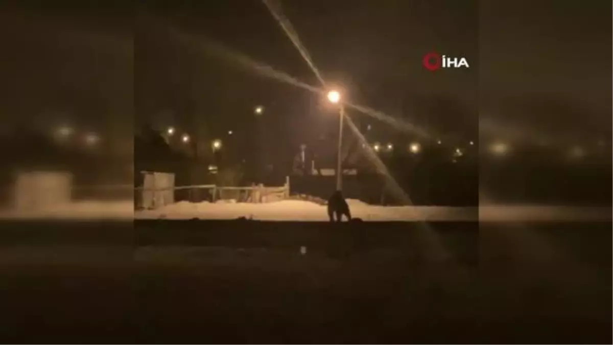 Aç kalan bozayı ilçe merkezine indi