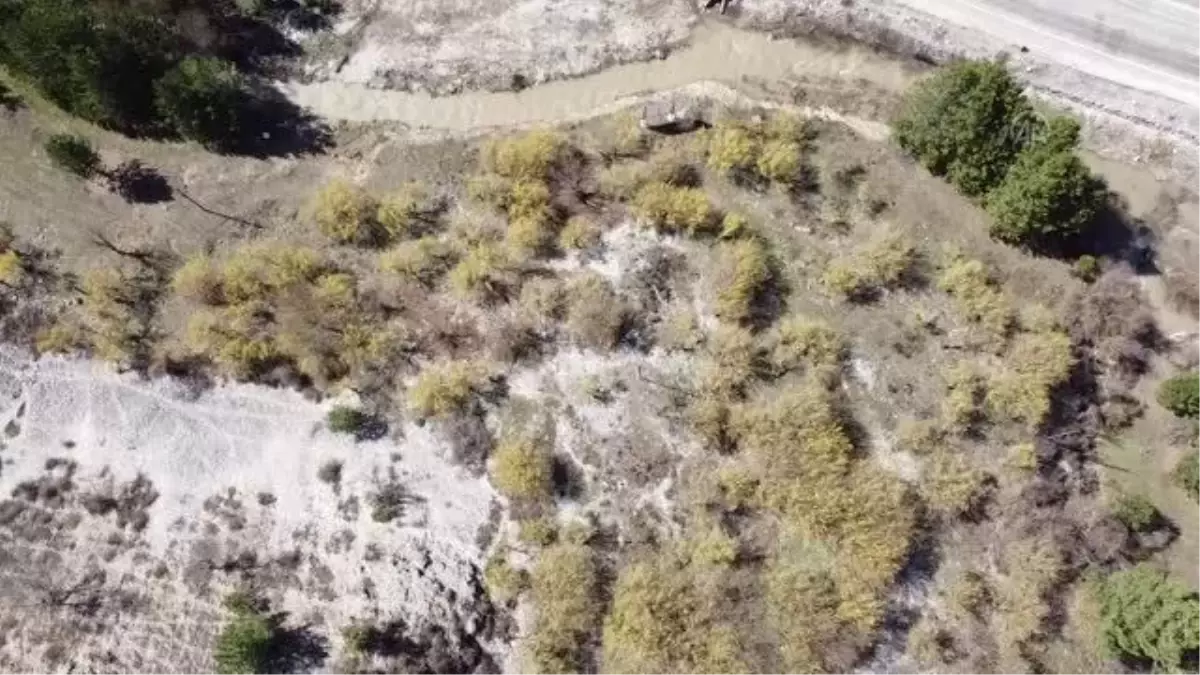 (DRONE) Göynük'te kızılcık ağaçları çiçek açtı