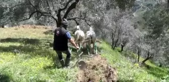 Atların karasaban mesaisi başladı! Aydınlı çiftçiler binlerce yıllık yöntemle toprağı böyle işliyor