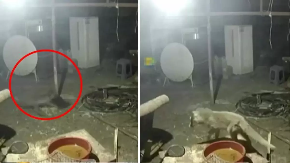 Çiftçinin belalısı! Kümese dalan tilki, yakaladığı siyah tavuğu paramparça etti