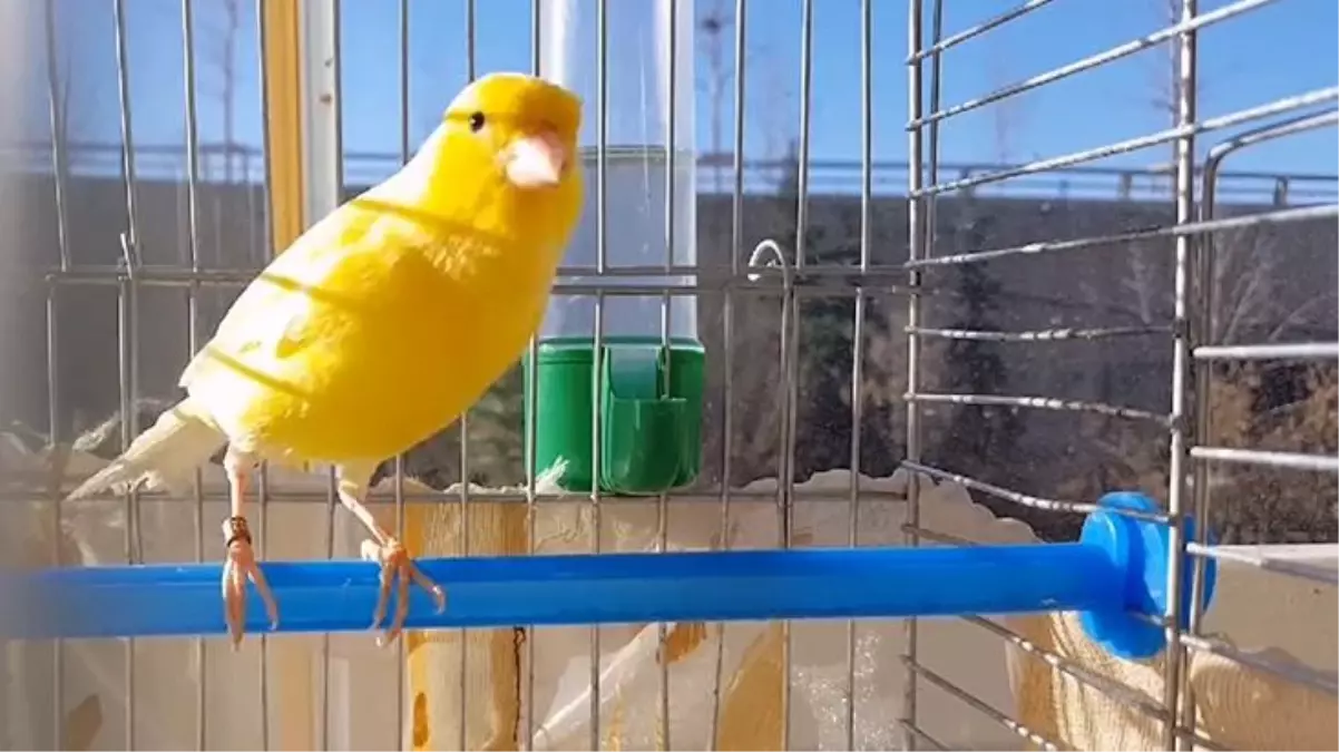 Galatasaray'dan Fenerbahçe'nin göndermesine cevap! Beğenilerin ardı arkası kesilmiyor