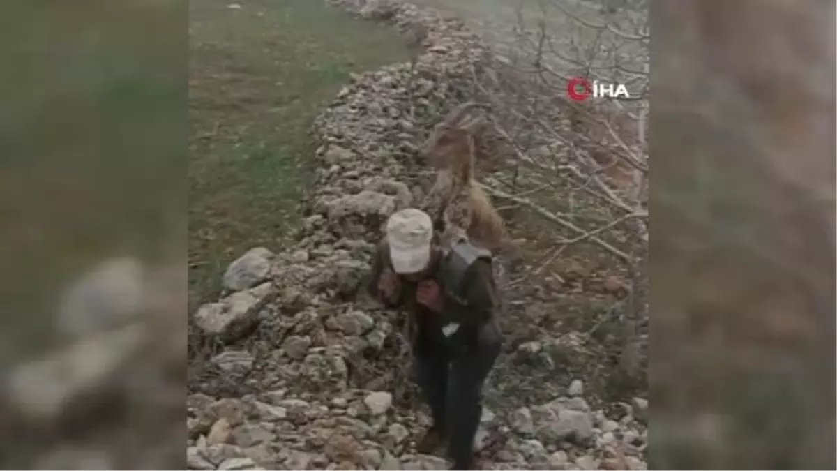 Hasta yaban keçisini 2 kilometre sırtında taşıdı