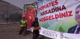 ŞANLIURFA - Belediyenin kurduğu seradaki domatesler vatandaşlara dağıtılacak
