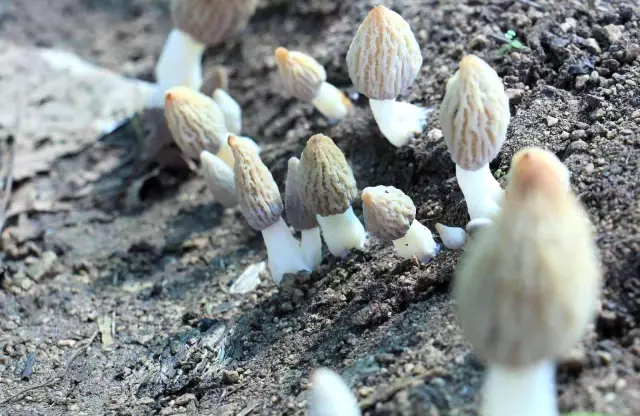 Türkiye'de ilk defa üretimi yapıldı! Tazesinin kilosu 400, kurusu 3 bin TL