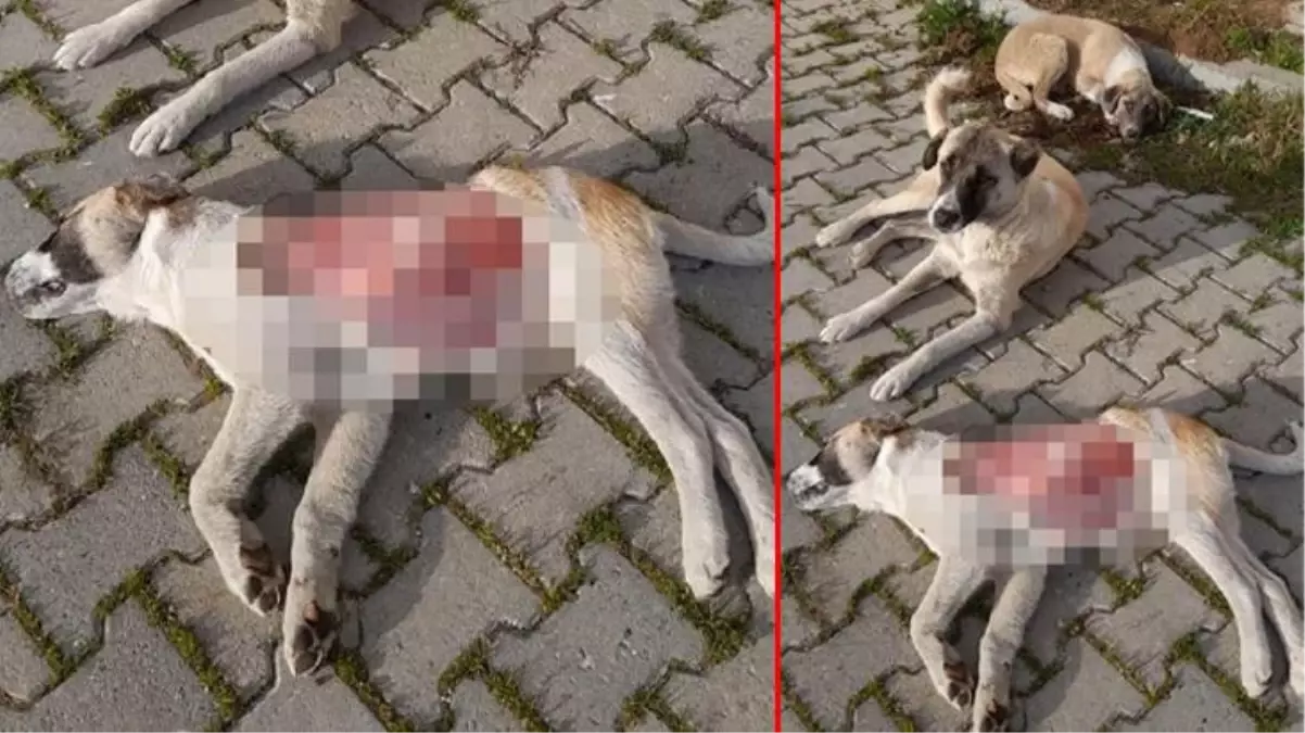 Yavru köpek, derisinin bir kısmı yüzülmüş halde ölü bulundu