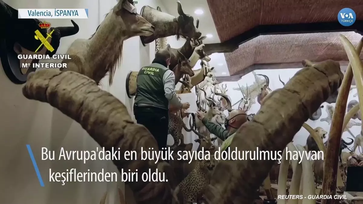29 Milyon Euroluk Doldurulmuş Hayvan Ele Geçirildi