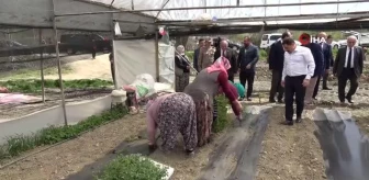 Amasya'da kışın çöken seralarda artık yüzler gülüyor