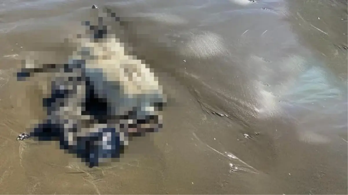 Balık avına giden vatandaşlar, sahile vurmuş başsız çürümüş ceset buldu