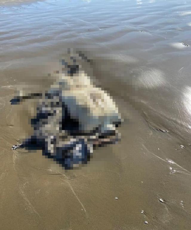 Vücudunun büyük kısmı çürümüş başsız ceset sahile vurdu Vücudunun büyük kısmı çürümüş başsız ceset sahile vurdu