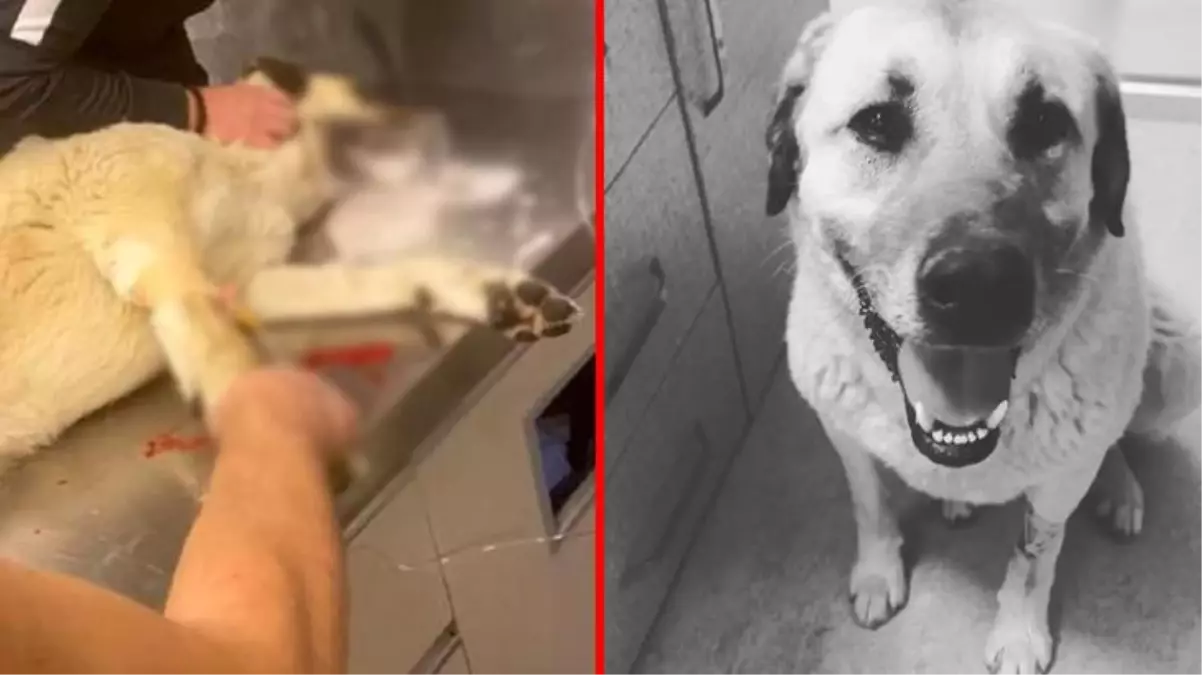 4 gün arayla zehirlenen 'Dayı' isimli köpek hayatını kaybetti