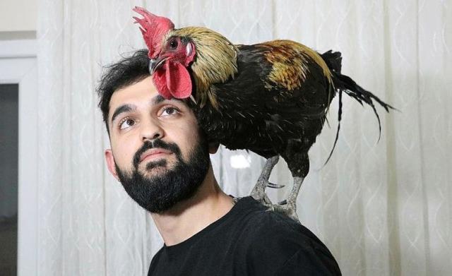 Dünyaya ün salan 'Bahtiyar' isimli horozdan üzen haber