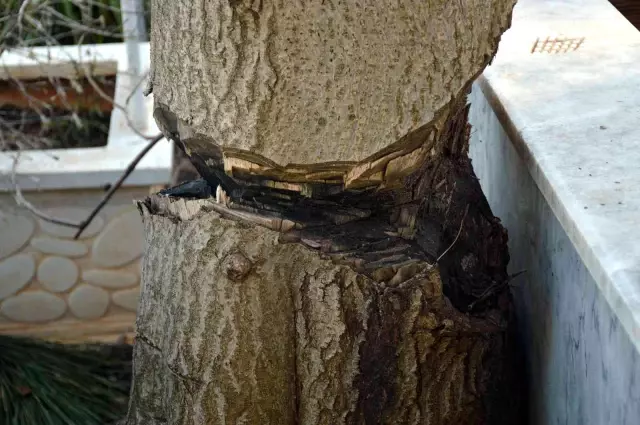 Mezar başında korkuyla dua ediyorlar: Kesilemeyince yarım bırakılan ağaç tehlike oluşturuyor