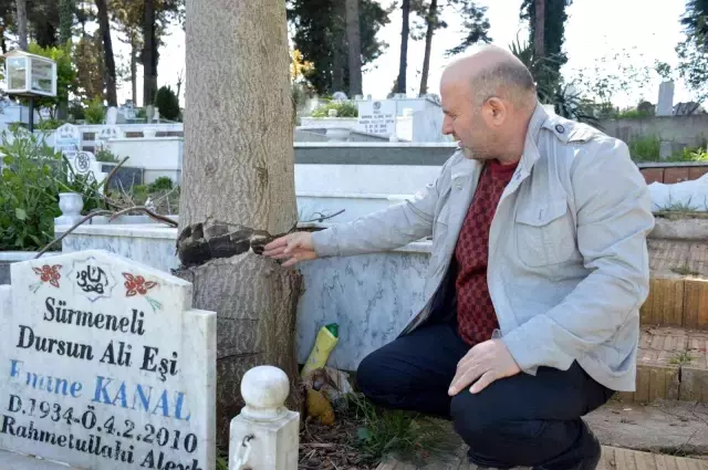 Mezar başında korkuyla dua ediyorlar: Kesilemeyince yarım bırakılan ağaç tehlike oluşturuyor