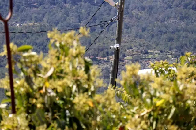 Tanesi 10 TL! Hırsızlardan korumak için tarlalarda silahlarla nöbet tutuyorlar Tanesi 10 TL! Hırsızlardan korumak için tarlalarda silahlarla nöbet tutuyorlar