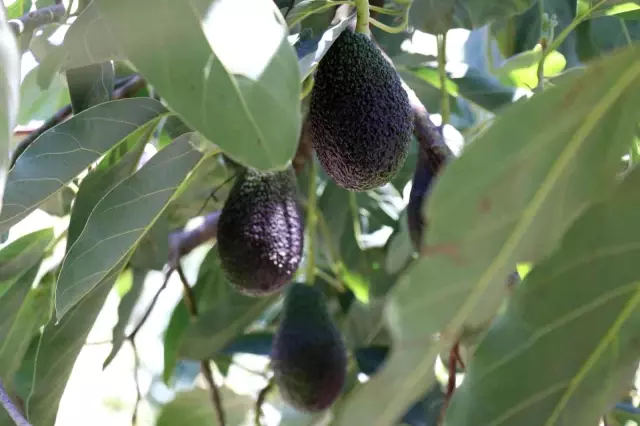 Tanesi 10 TL! Hırsızlardan korumak için tarlalarda silahlarla nöbet tutuyorlar Tanesi 10 TL! Hırsızlardan korumak için tarlalarda silahlarla nöbet tutuyorlar