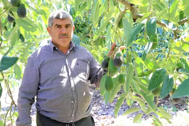 Tanesi 10 TL! Hırsızlardan korumak için tarlalarda silahlarla nöbet tutuyorlar Tanesi 10 TL! Hırsızlardan korumak için tarlalarda silahlarla nöbet tutuyorlar