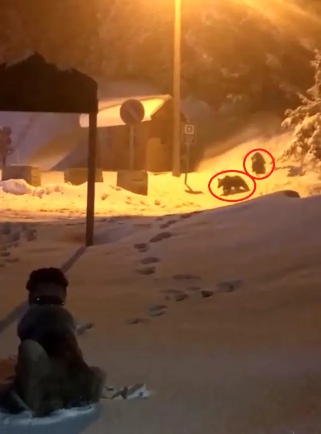 Uludağ'da ayı ile devasa köpek karşı karşıya geldi! O anlar kamerada Uludağ'da ayı ile devasa köpek karşı karşıya geldi! O anlar kamerada