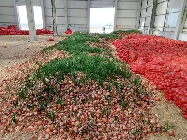 Hal esnafından dert yanan üretici isyan bayrağını çekti: Bizden 50 kuruşa alıp 5 liraya satıyorlar Hal esnafından dert yanan üretici isyan bayrağını çekti: Bizden 50 kuruşa alıp 5 liraya satıyorlar