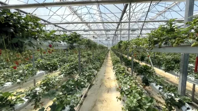 Sinop'ta 4 milyonluk yatırım! Topraksız çilek üretip dünyaya satıyorlar