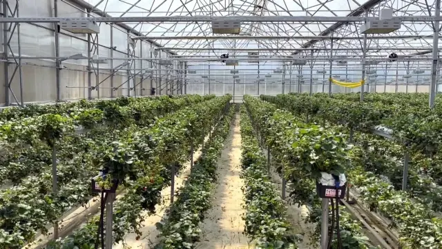 Sinop'ta 4 milyonluk yatırım! Topraksız çilek üretip dünyaya satıyorlar