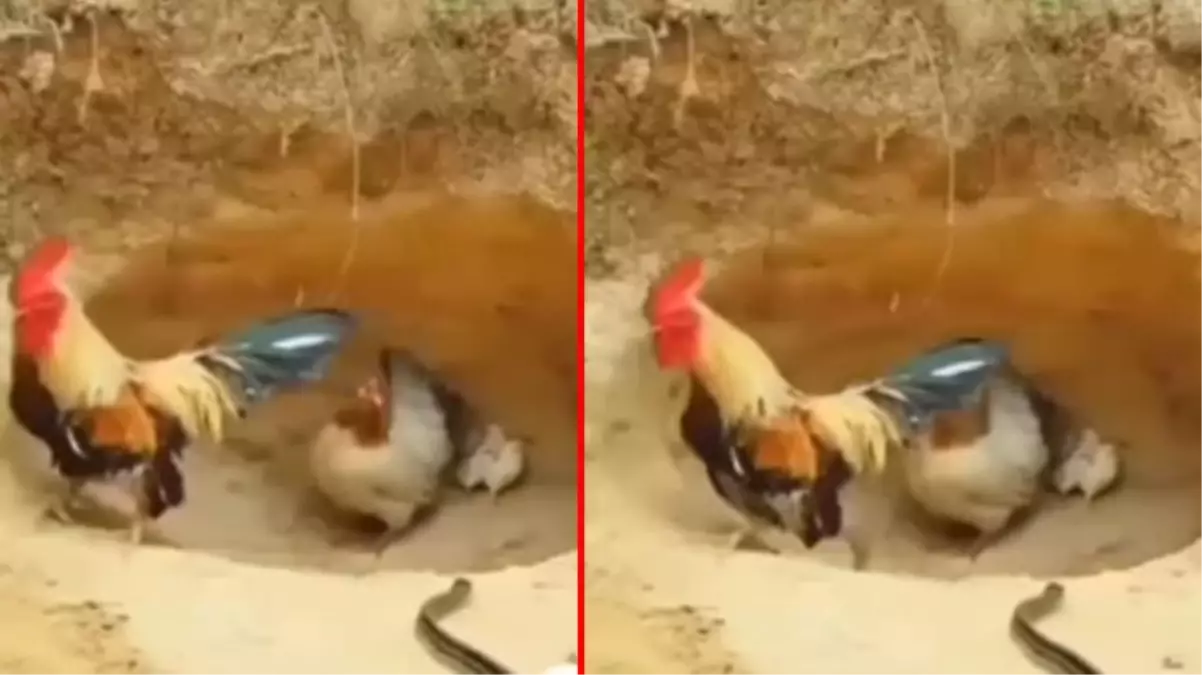 Zehirli yılan yuvaya girince horoz kaçtı, sonrasında olanlar ise göz yaşartıyor