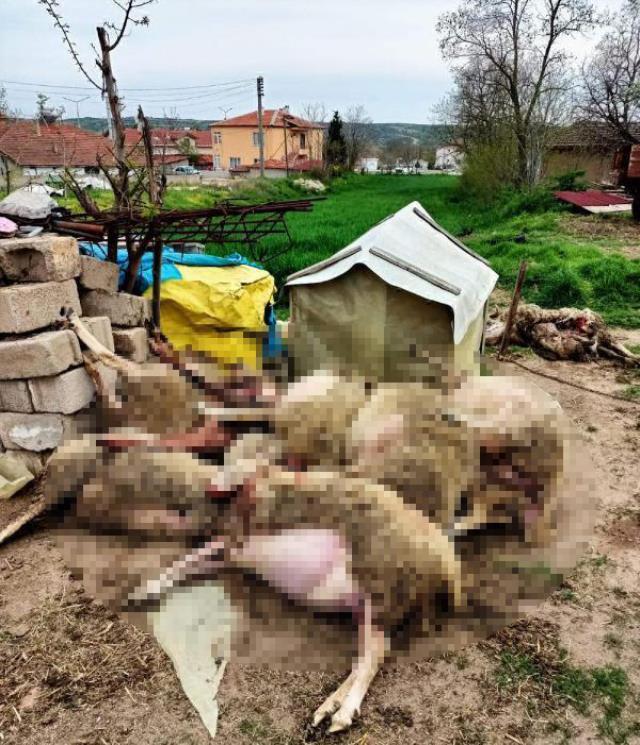 Ahır kapısını yıkık gören çiftçi, koyunlarının parçalandığını anladı! Ağır adımlarla içeri girince gözyaşlarını tutamadı Ahır kapısını yıkık gören çiftçi, koyunlarının parçalandığını anladı! Ağır adımlarla içeri girince gözyaşlarını tutamadı