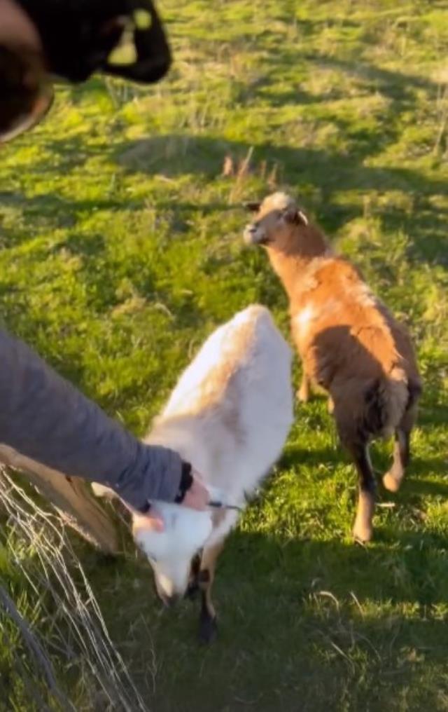 Tarkan keçi yavrularını me'leyerek çağırdığı anları paylaştı