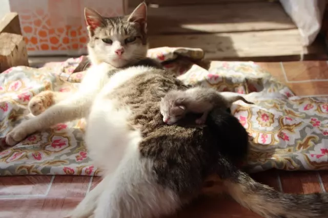 4 kedi birbirine kordon bağıyla yapışık doğdu