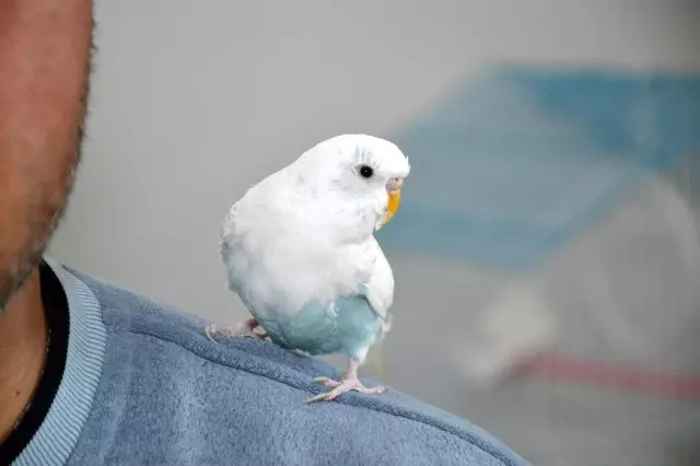 Bu kuş muhabbet etmiyor tekbir getiriyor Bu kuş muhabbet etmiyor tekbir getiriyor