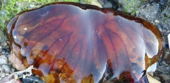 Zehirli pusula denizanası nedir? Zehirli pusula denizanası ölümcül mü?