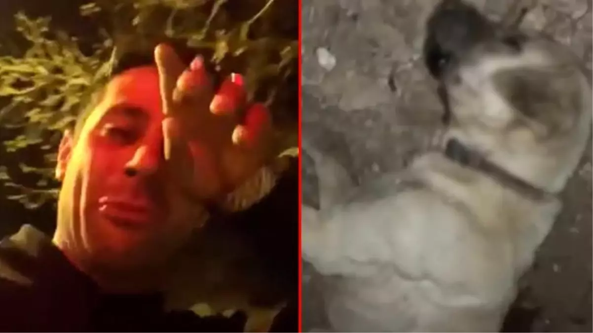 Köpekleriyle gezen şahsa muhtardan odunlu saldırı! Kavga sonrası yaşananlar ise çok vahim