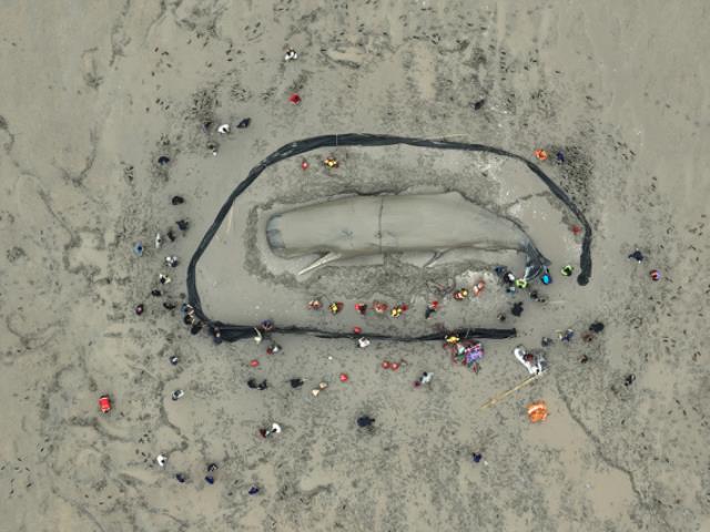 Çin'de Karaya Vuran Balina Kurtarıldı Çin'de Karaya Vuran Balina Kurtarıldı