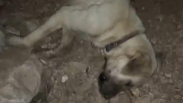 Köpekleriyle gezen şahsa muhtardan odunlu saldırı! Kavga sonrası yaşananlar ise çok vahim Köpekleriyle gezen şahsa muhtardan odunlu saldırı! Kavga sonrası yaşananlar ise çok vahim