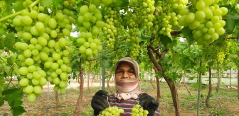 Mersin'de örtü altında yılın ilk üzüm hasadı yapıldı
