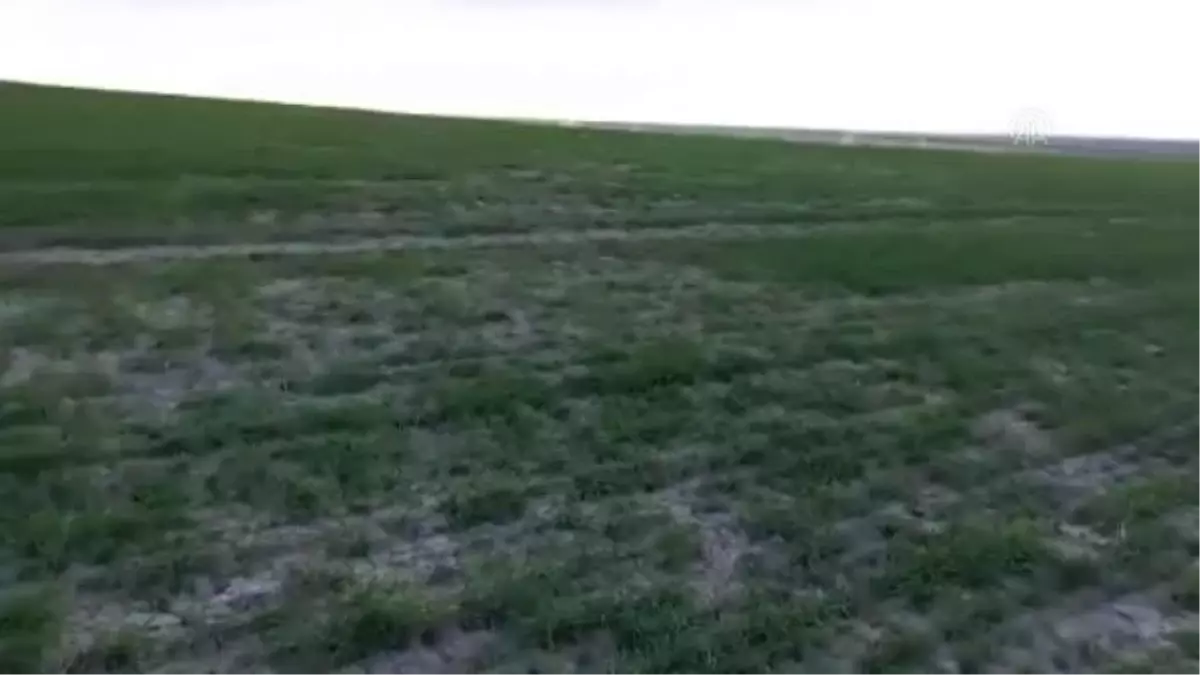 Bir çiftçi tarafından yaralı bulunan şahin tedavi altına alındı