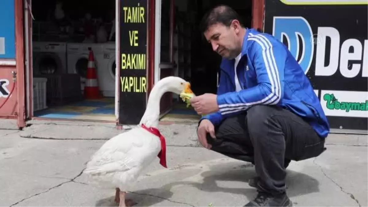 Kaz 'Alvin' peşinden ayrılmadığı sahibine mesai arkadaşlığı yapıyor