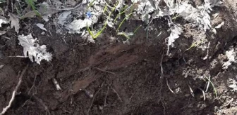 Muş kırsalında toprağa gömülü vaziyette 12 kg patlayıcı madde ele geçirildi